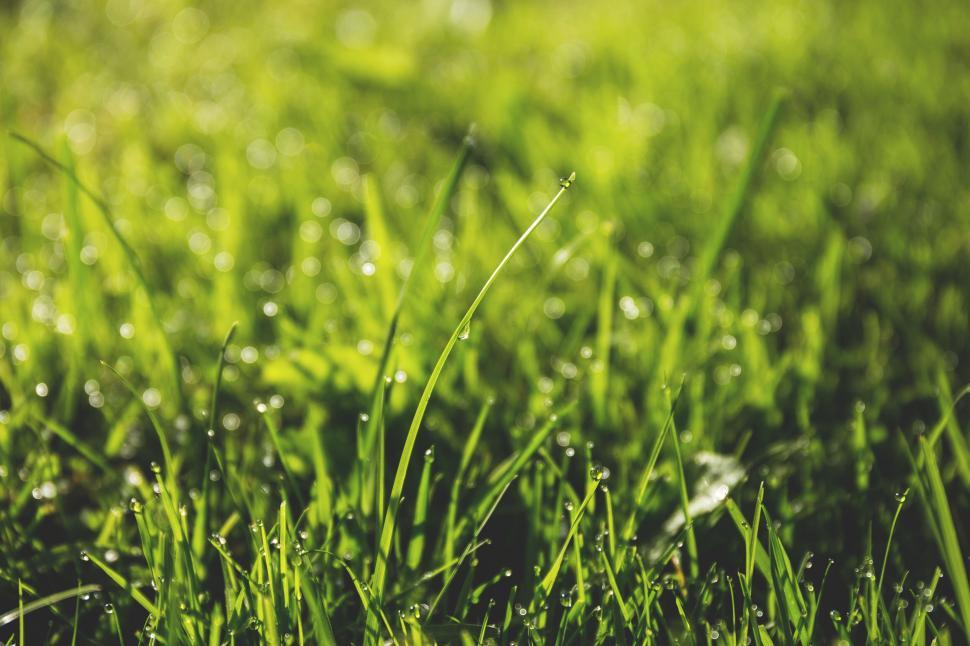 Free Image of Dew on sunlit vibrant green grass 