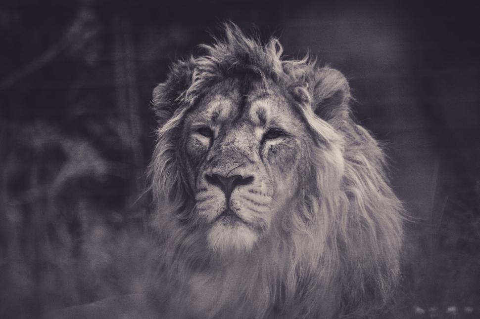 Free Image of Regal lion portrait in black and white 