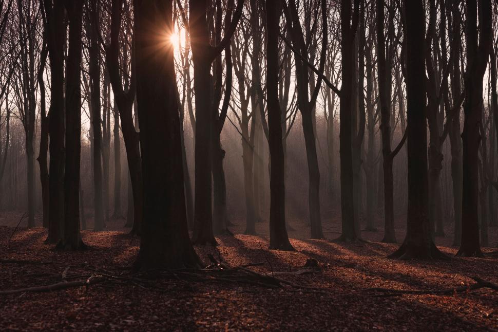 Free Image of Sunlight peering through misty forest trees 