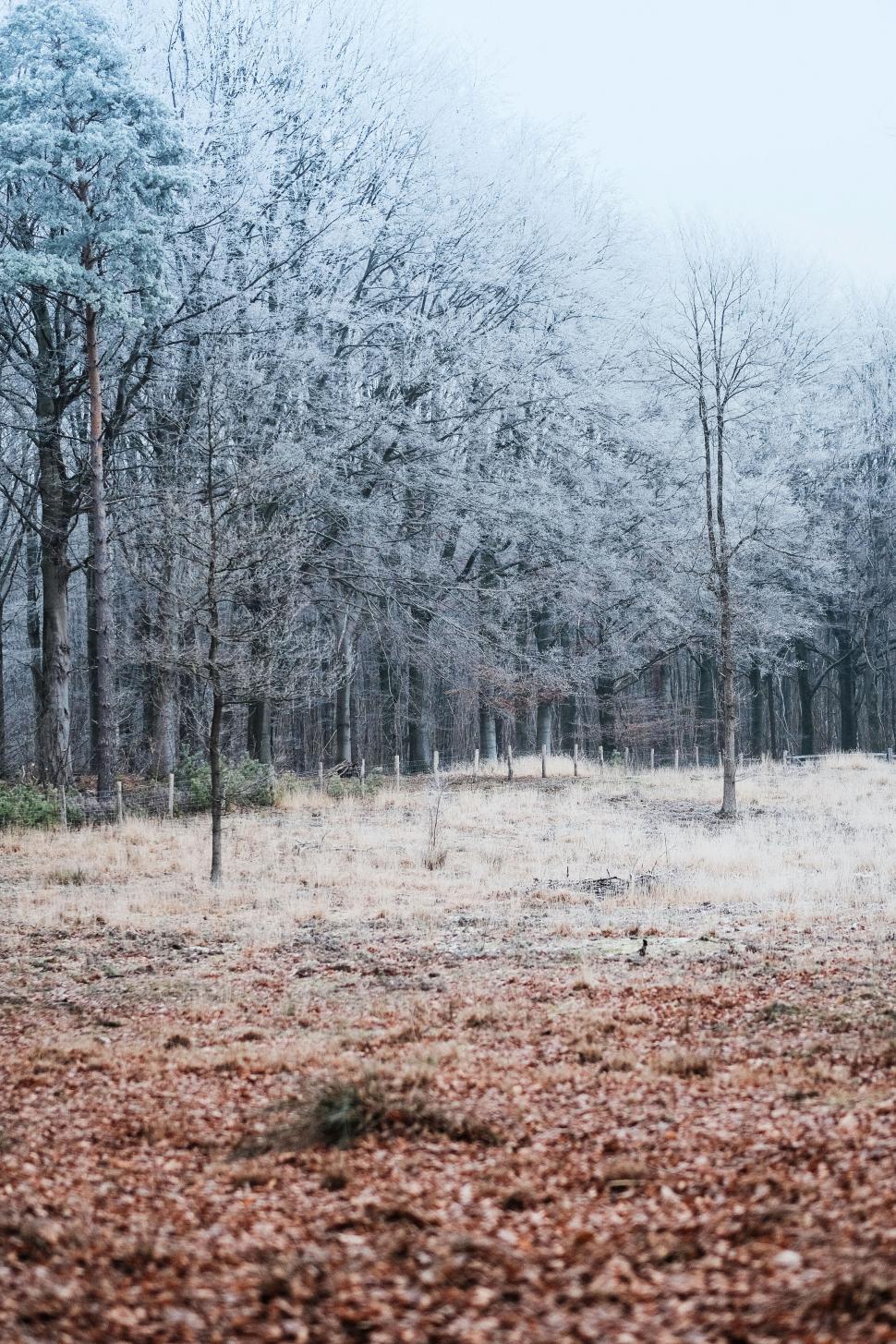 Free Image of Winter landscape with frosted trees and field 