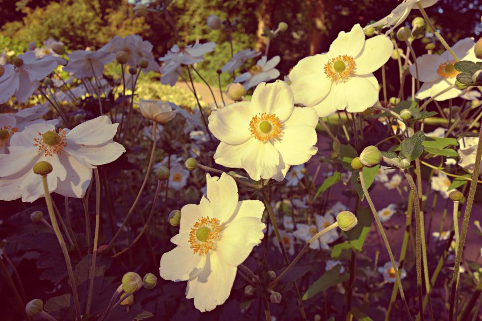 Free Image of Warm toned image of white wildflowers 