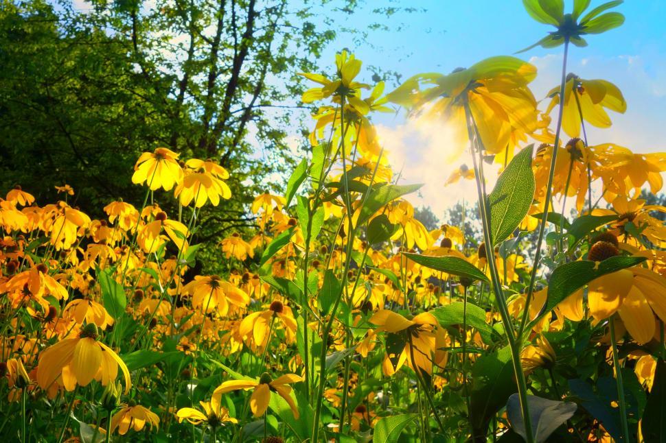 Free Image of Field of yellow flowers under sunlight 