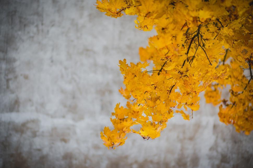 Free Image of Golden autumn leaves against a concrete wall 