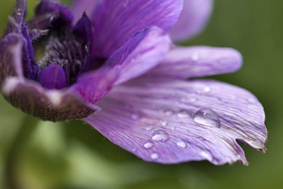 Free Image of Close-up of purple anemone in raindrops 
