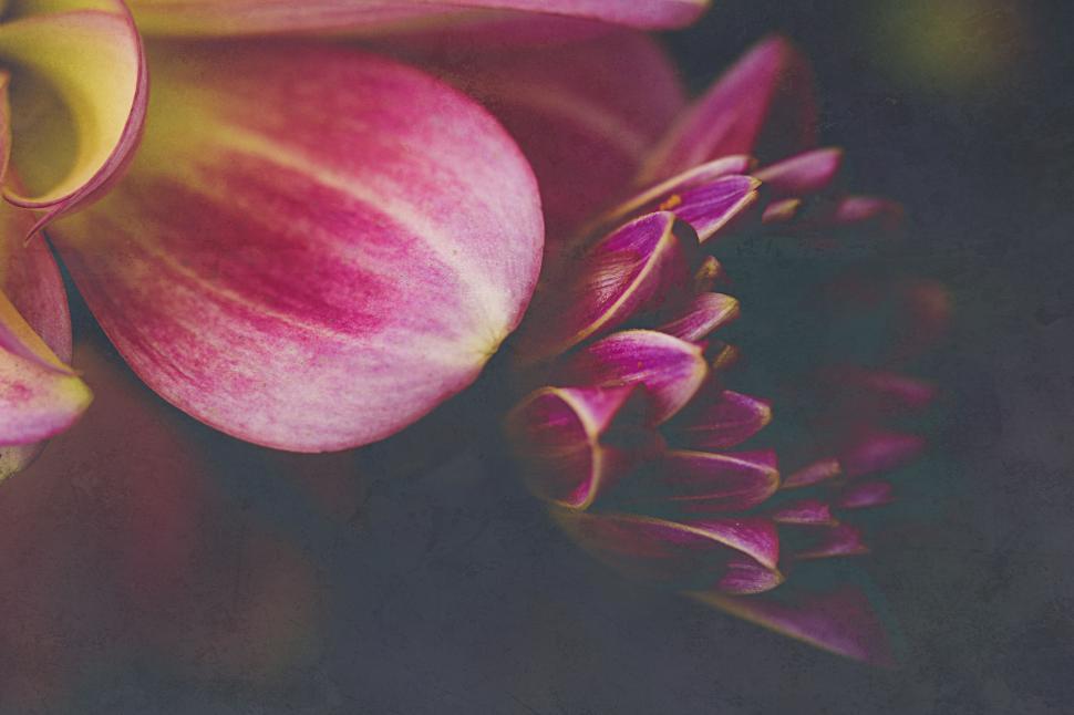 Free Image of Pink pastel lotus flower with a vintage tone 