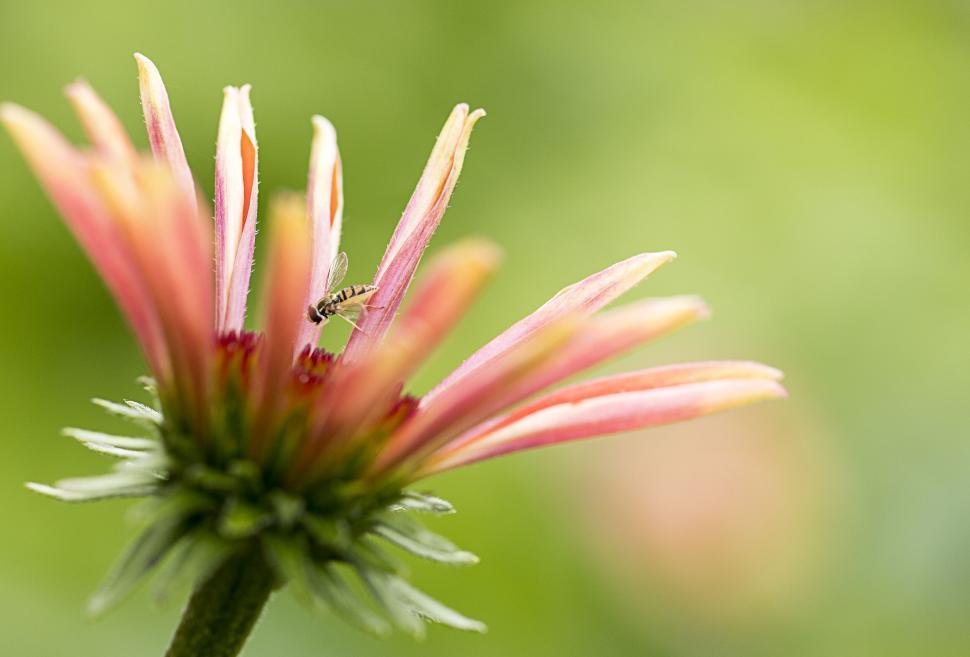 Free Image of Macro of Hoverfly Pollinating Echinacea 
