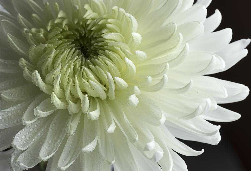 Free Image of White Chrysanthemum with Water Droplets 