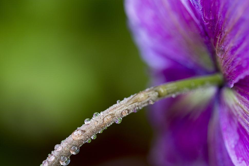 Free Image of Dewdrops glistening on a purple flower stem 