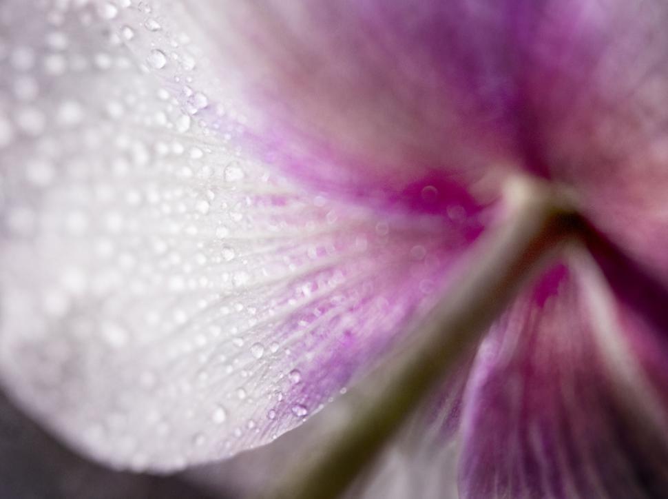Free Image of Pink flower petal with water droplets 