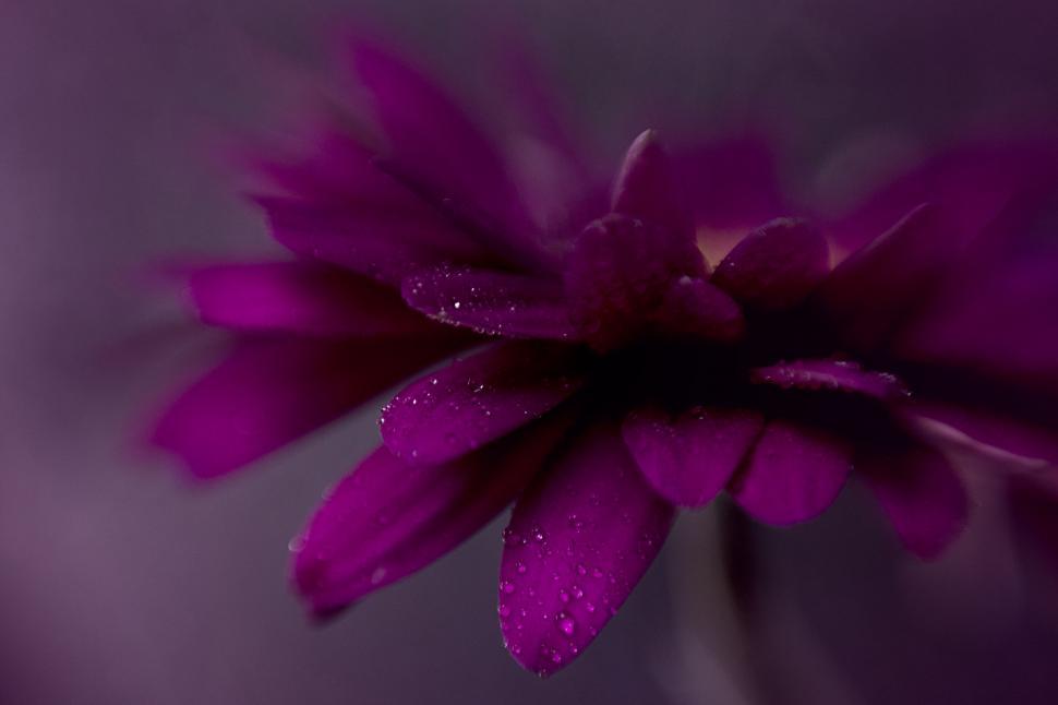 Free Image of Close-up of a purple water droplet on flower 