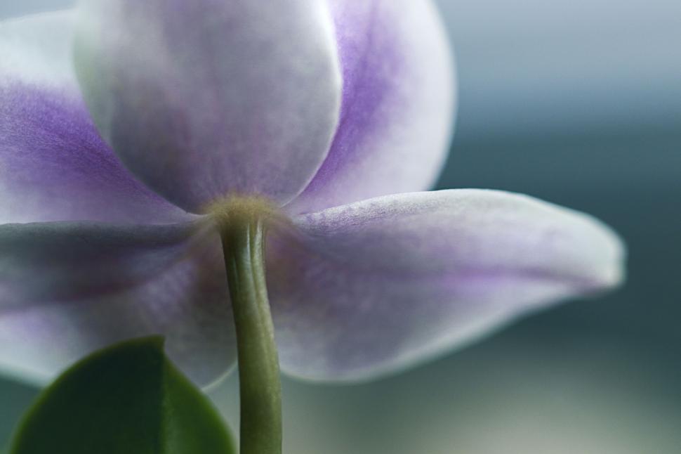 Free Image of Purple orchid macro with soft background 