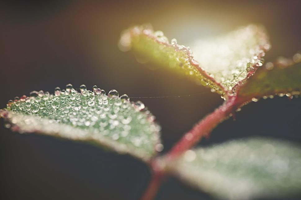 Free Image of Dewdrops Adorning a Sunlit Leaf Edge 