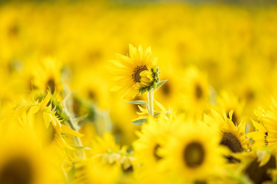 Free Image of Lone sunflower standing tall in field 