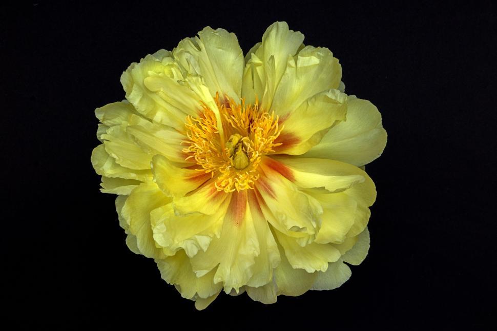 Free Image of Yellow peony bloom on black, elegant contrast 