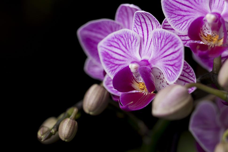 Free Image of Elegant purple orchids on dark background 