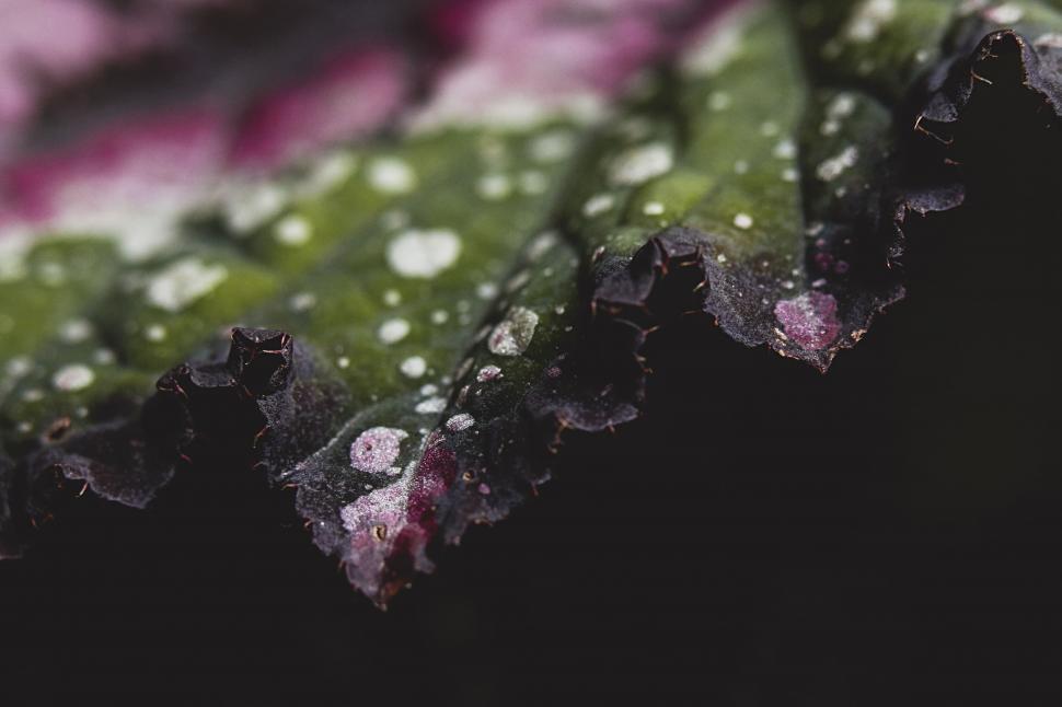 Free Image of Dark Leaf with White and Red Droplets Close-up 
