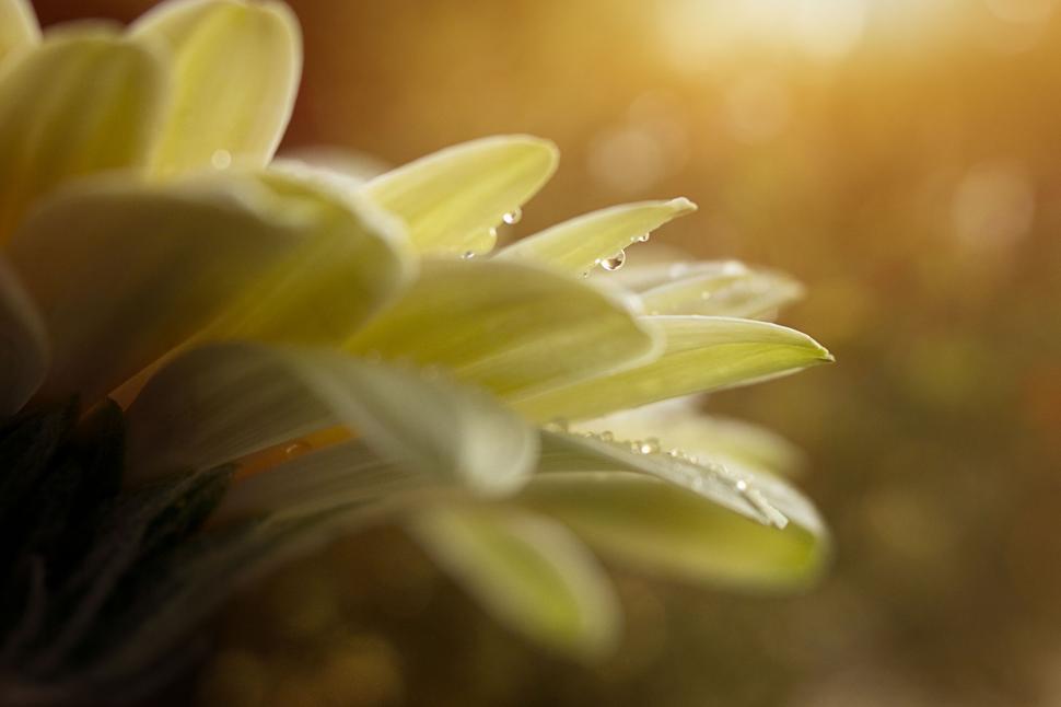 Free Image of Dew-kissed yellow flower in sunlight 