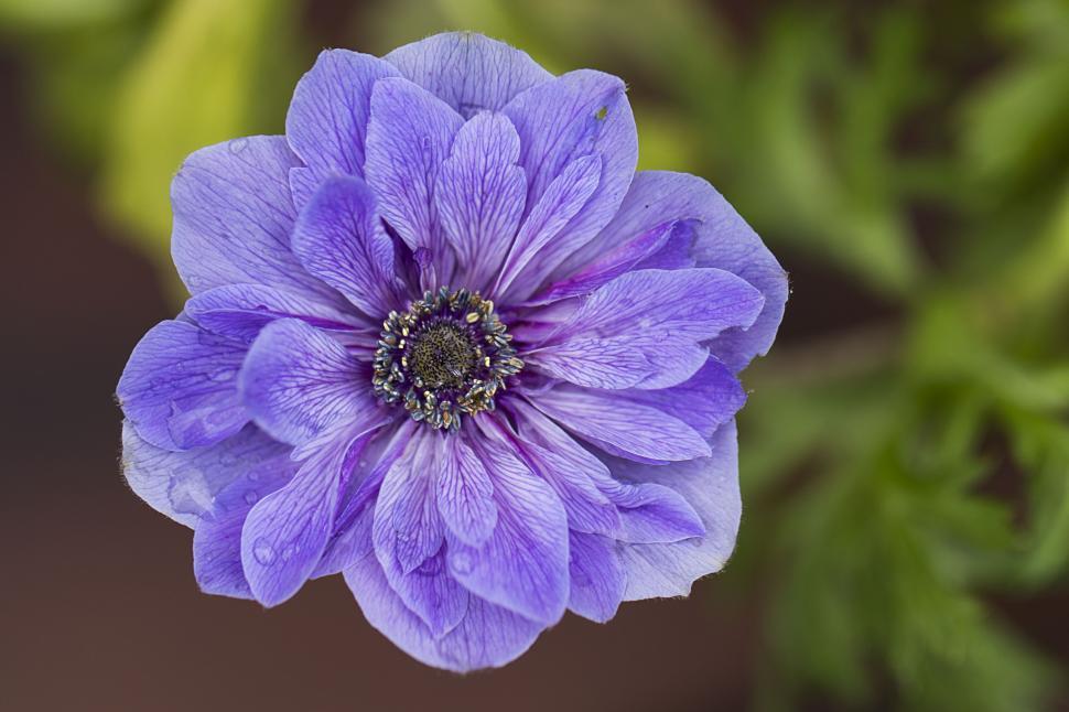 Free Image of Close-up purple anemone flower in bloom 