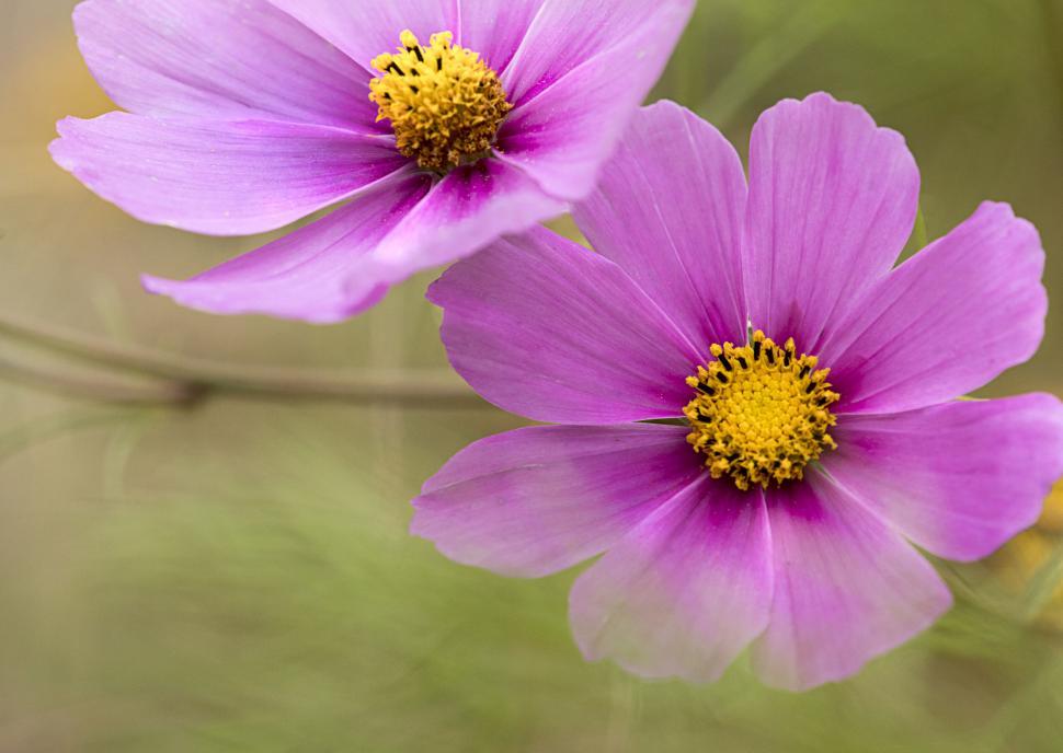 Free Image of Vibrant Pink Cosmos Flowers in Bloom 