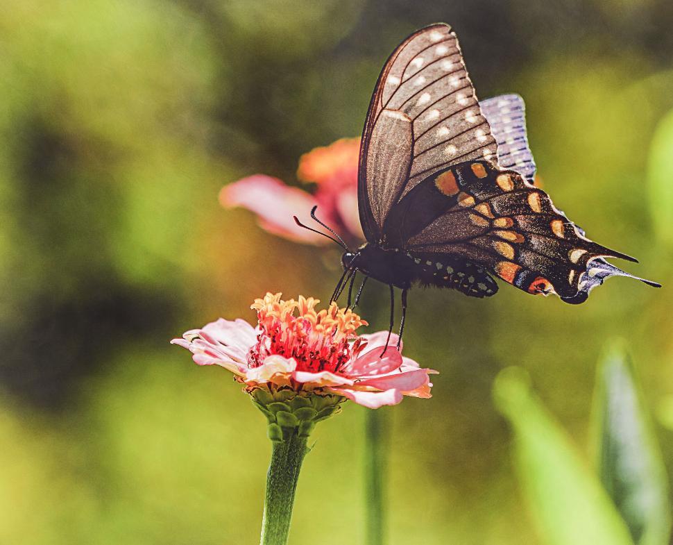 Free Image of Vibrant butterfly on a pink flower 