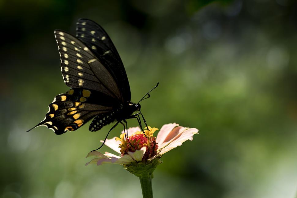 Free Image of Butterfly on flower silhouette, natural elegance 