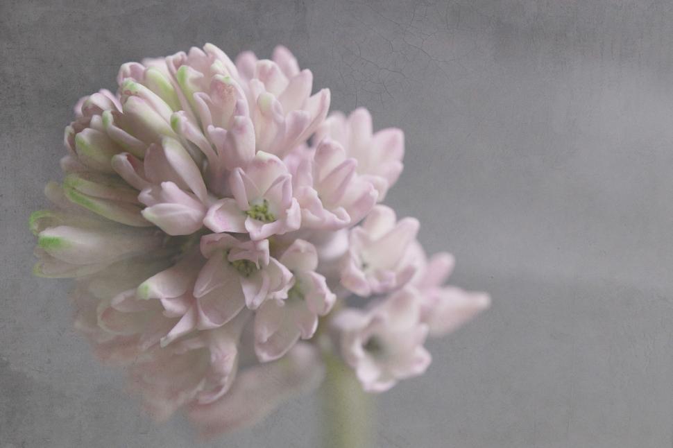 Free Image of Textured pink hydrangea blossom close-up 