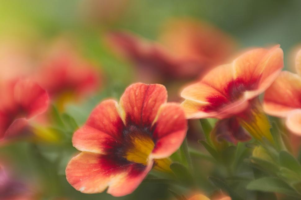 Free Image of Vibrant Calibrachoa Flowers Blurry Background 