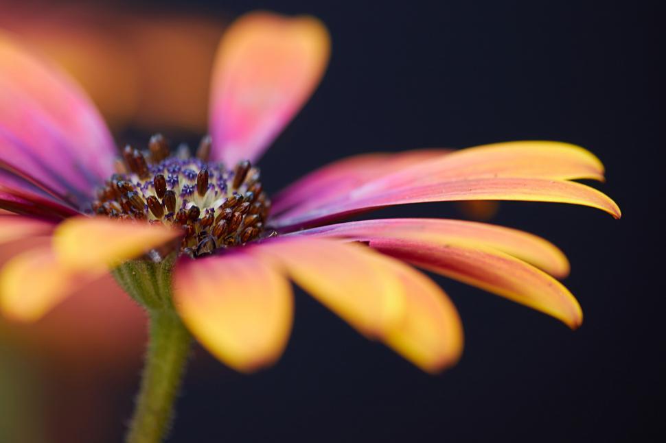 Free Image of Soft Focus on Orange Flower Against Dark Backdrop 