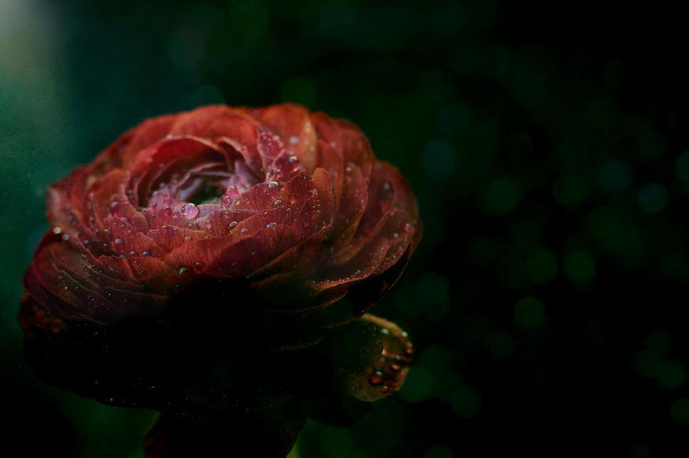 Free Image of Water droplets on dark red rose 