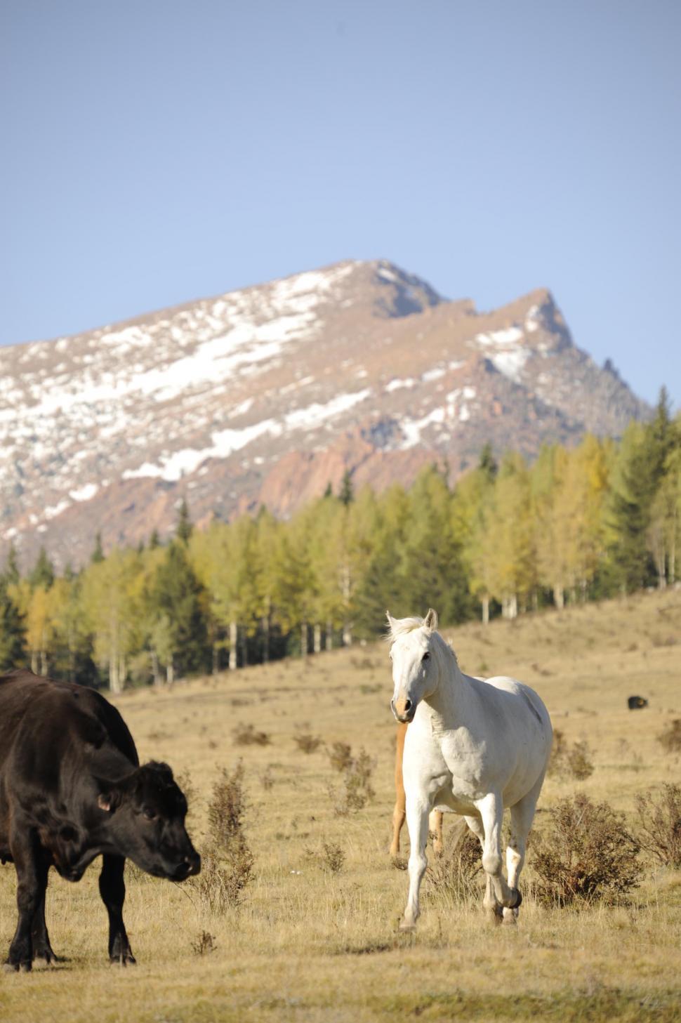 Free Image of Horse and Cow 