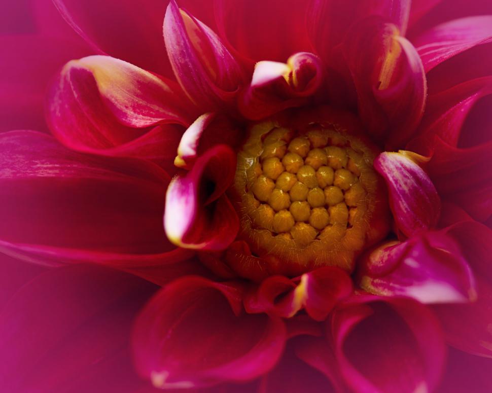 Free Image of Vibrant red dahlia close-up with yellow center 