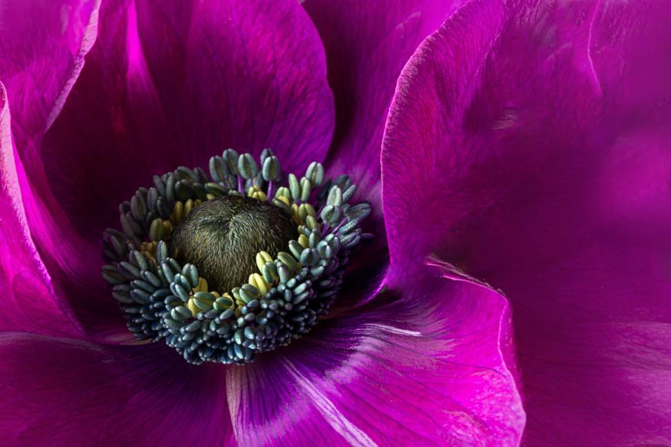 Free Image of Purple anemone flower macro shot 