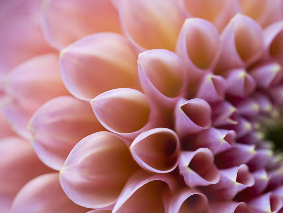 Free Image of Close-up of pink dahlia petals layering 