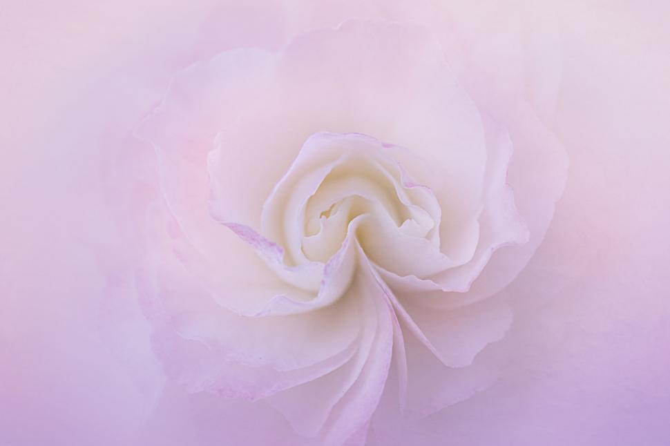 Free Image of Soft pink rose with a dreamy aesthetic 