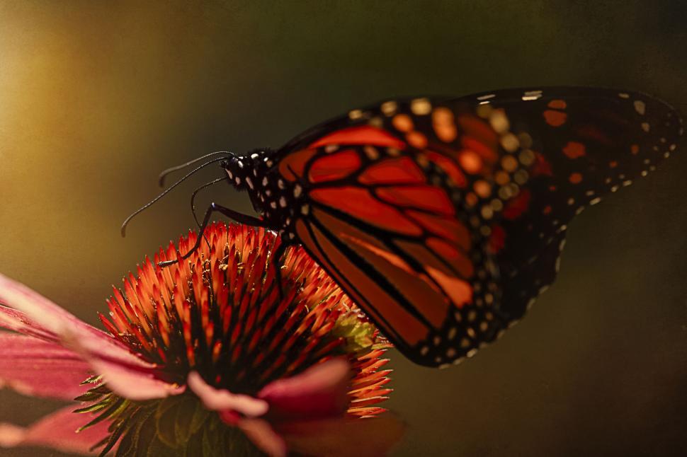 Free Image of Monarch butterfly on an orange flower 