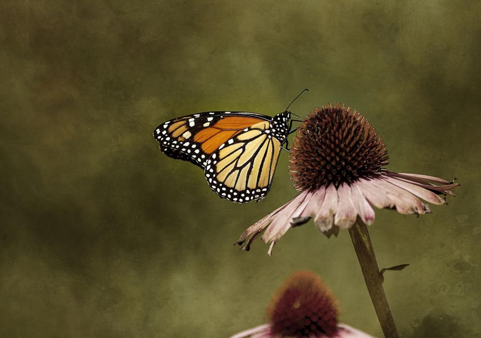 Free Image of Monarch Butterfly Perched on a Coneflower 