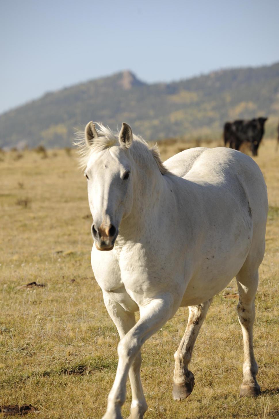 Free Image of White Horse 