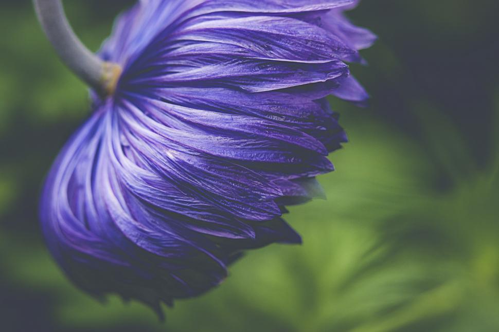 Free Image of Vibrant blue anemone flower close-up shot 