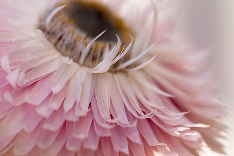 Free Image of Soft focus daisy with pink petals and bee 
