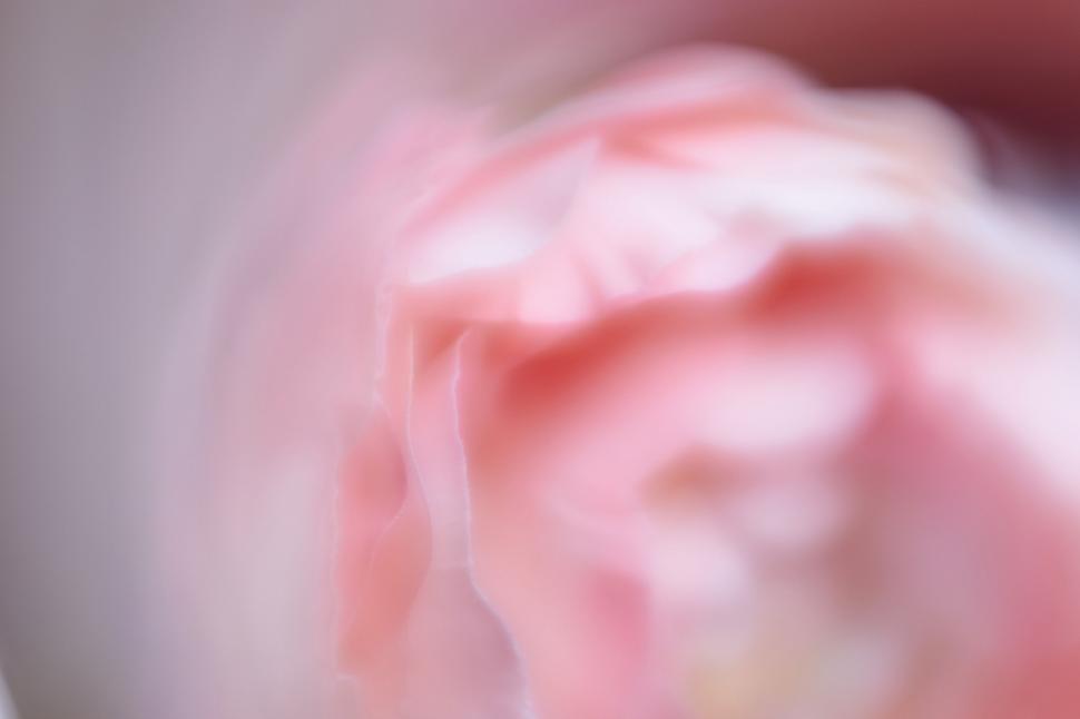 Free Image of Soft focus on delicate pink flower petals 
