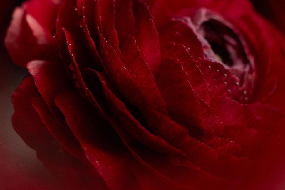Free Image of Vivid close-up of a red ranunculus flower 