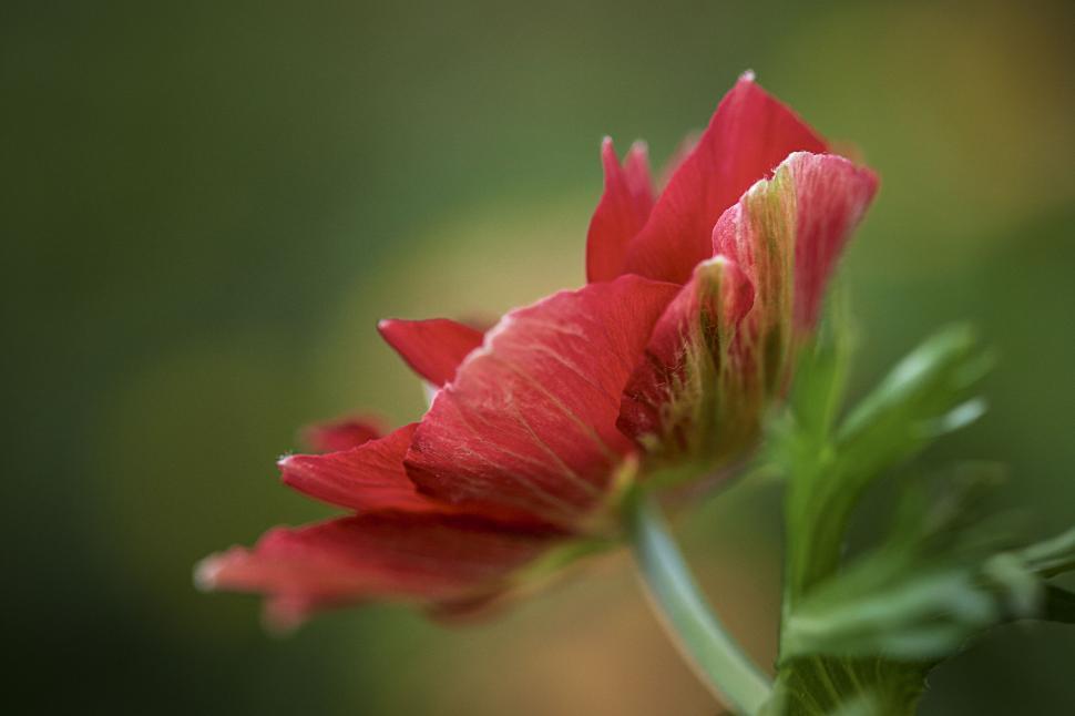 Free Image of Soft Red Petals of Flower in Soft Focus 