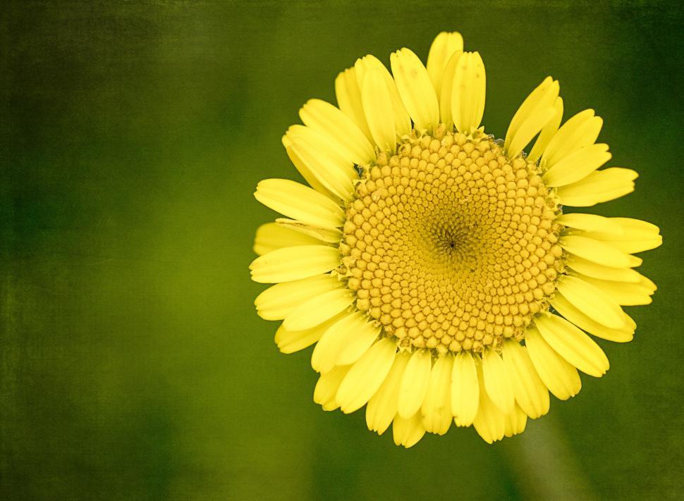 Free Image of Yellow daisy-like flower with textured background 