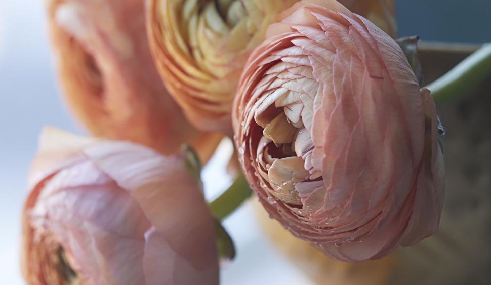Free Image of Blooming ranunculus flowers in a vase close-up 