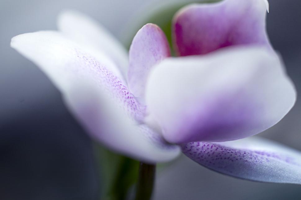 Free Image of Purplish hues on a delicate orchid 