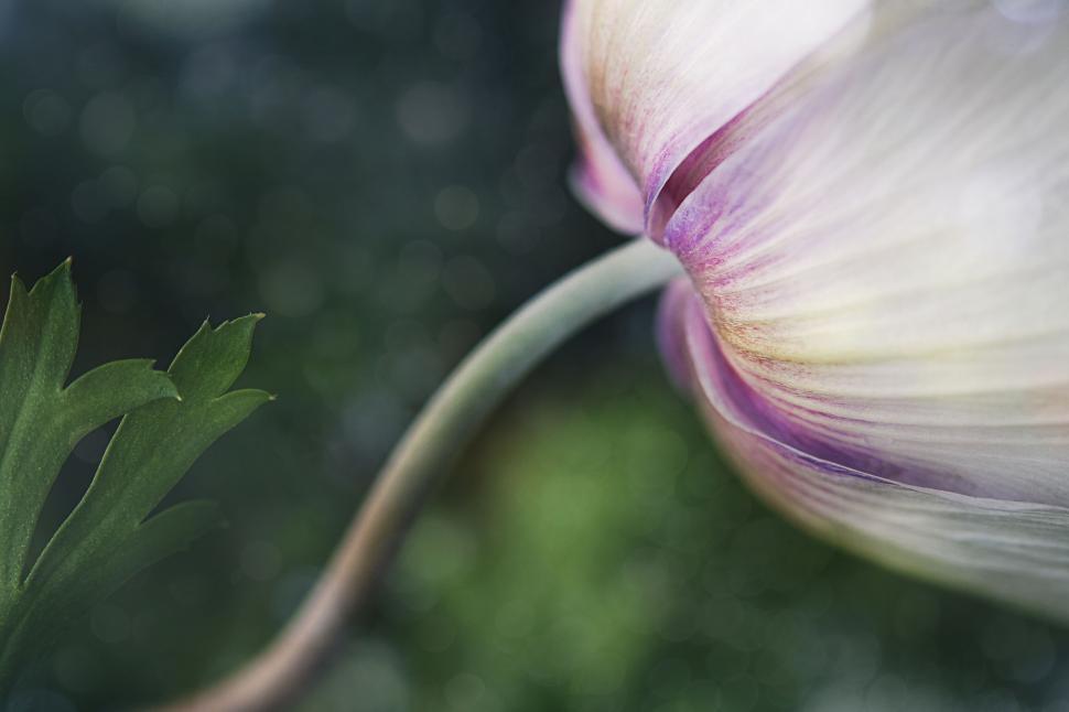 Free Image of Close-up purple lotus flower on water 