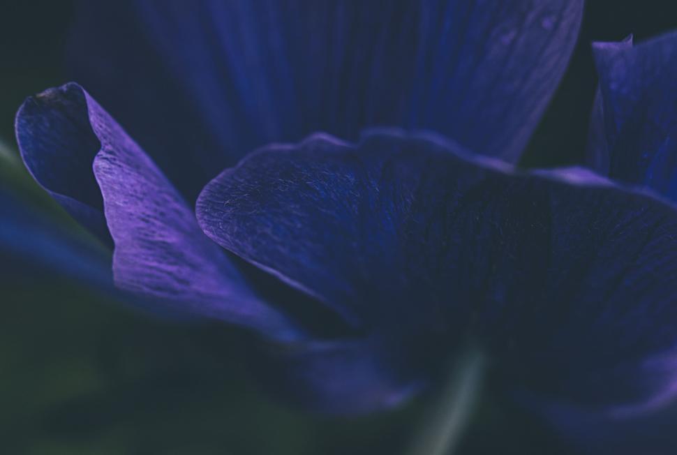 Free Image of Dark blue hued flower petal close-up 