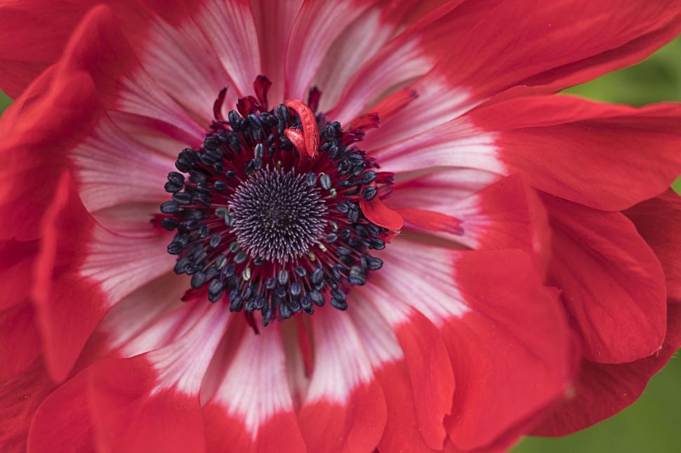 Free Image of Vivid red anemone flower macro shot 