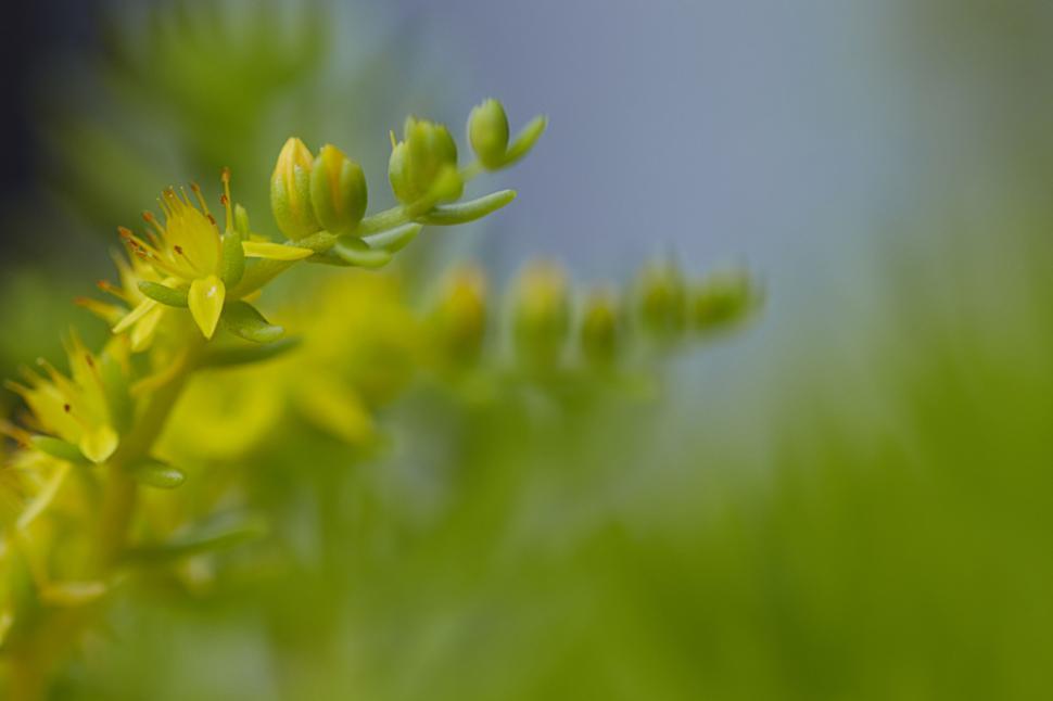 Free Image of Close-up of bright green foliage 