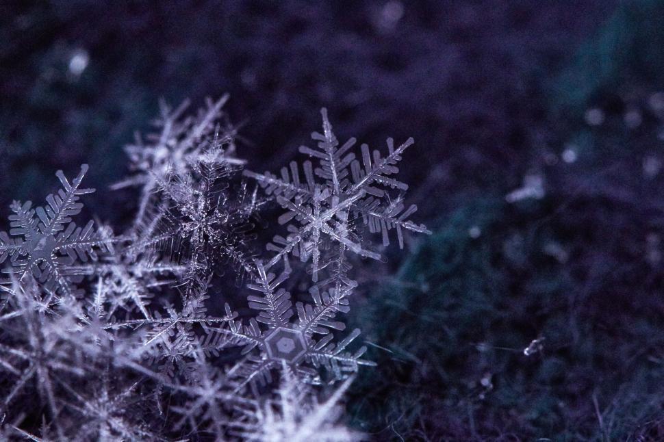 Free Image of Close-up Image of Intricate Snowflakes 